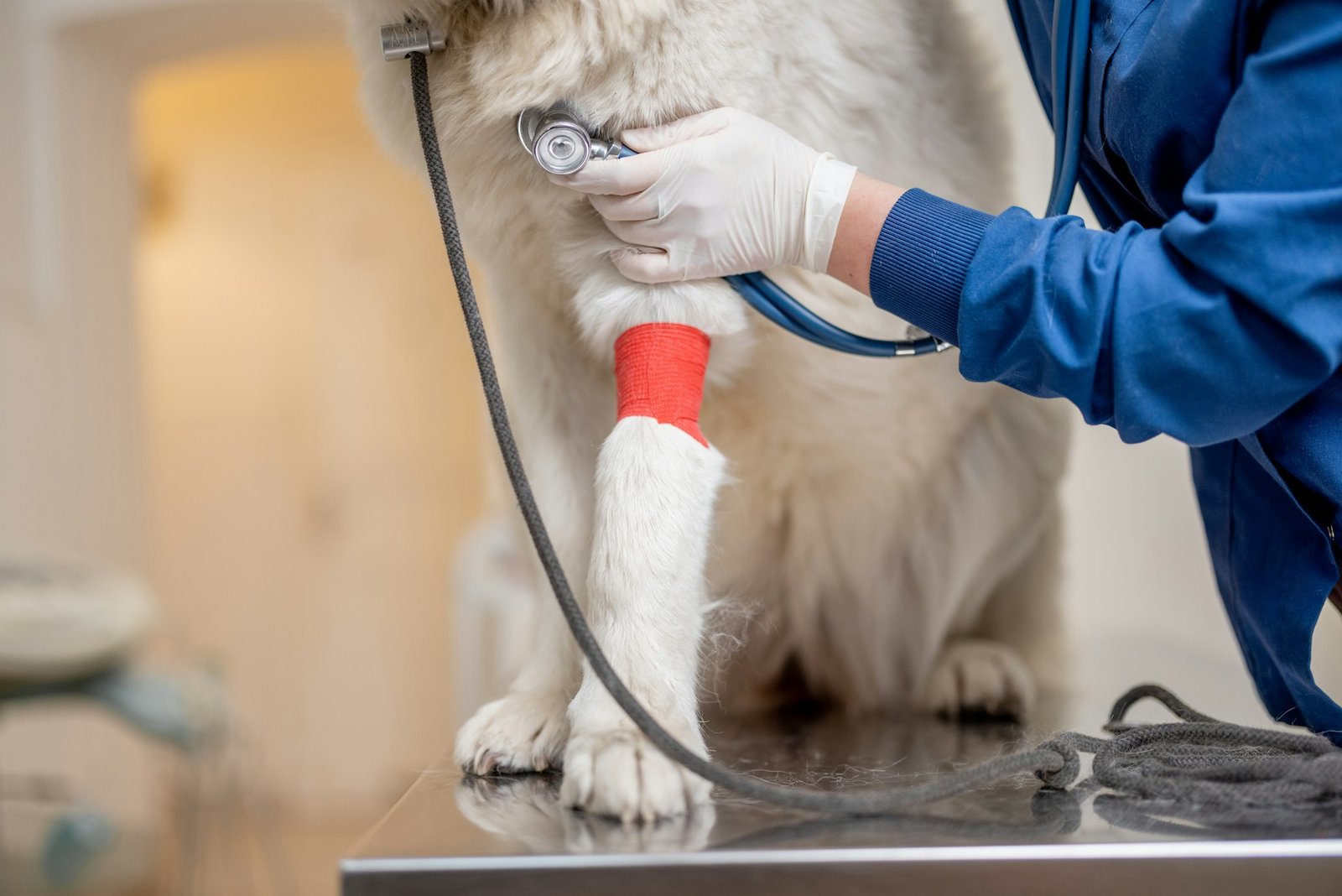 Transfusão de sangue em cachorro: mão com luva cirúrgica segura estetoscópio próximo à pata enfaixada de um cão