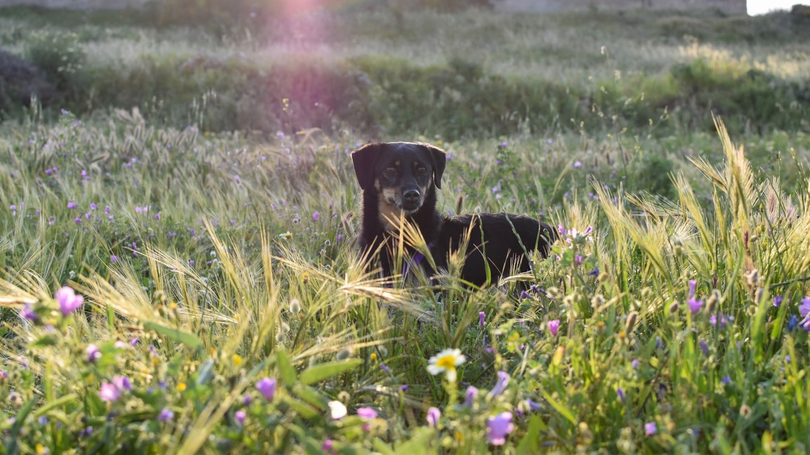 Vitamina B12 para cachorro: cão de pelagem preta e castanha deitado em campo florido, com expressão tranquila e saudável