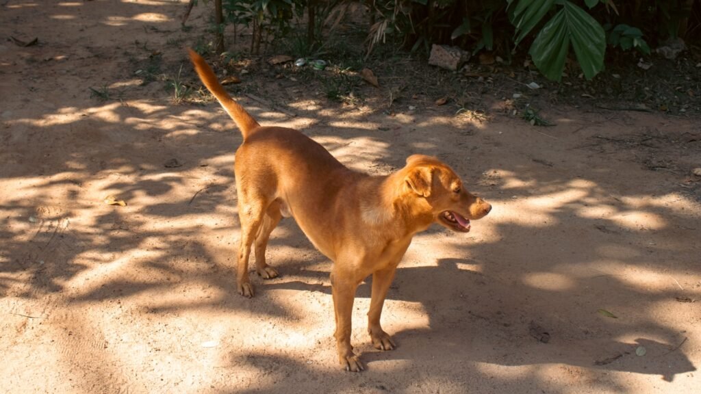 Vitamina para cachorro engordar: cão caramelo magro e ativo caminhando ao ar livre