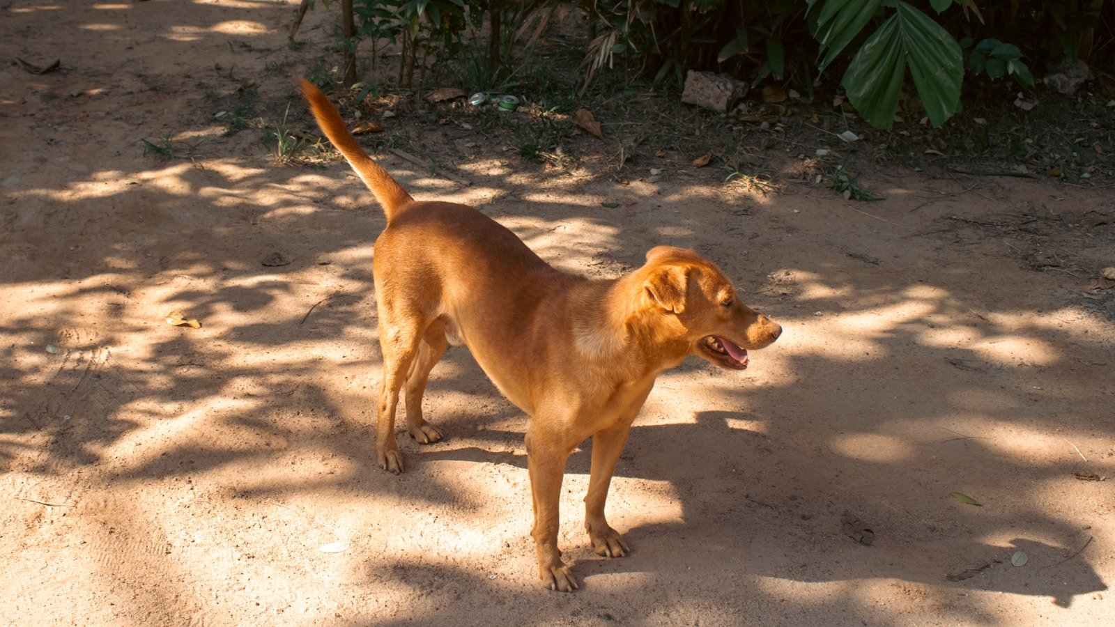 Vitamina para cachorro engordar: cão caramelo magro e ativo caminhando ao ar livre