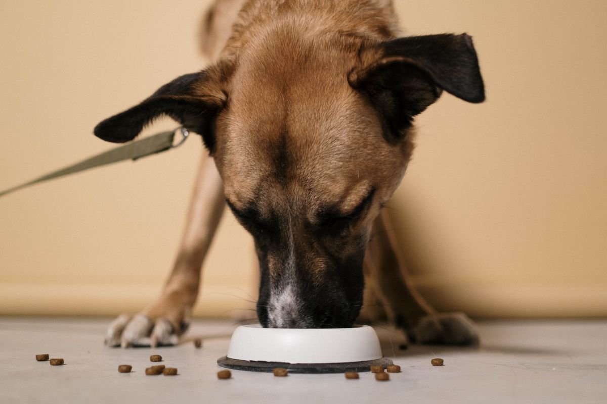 Alzheimer canino: cão comendo ração numa tigela branca no chão, de perto