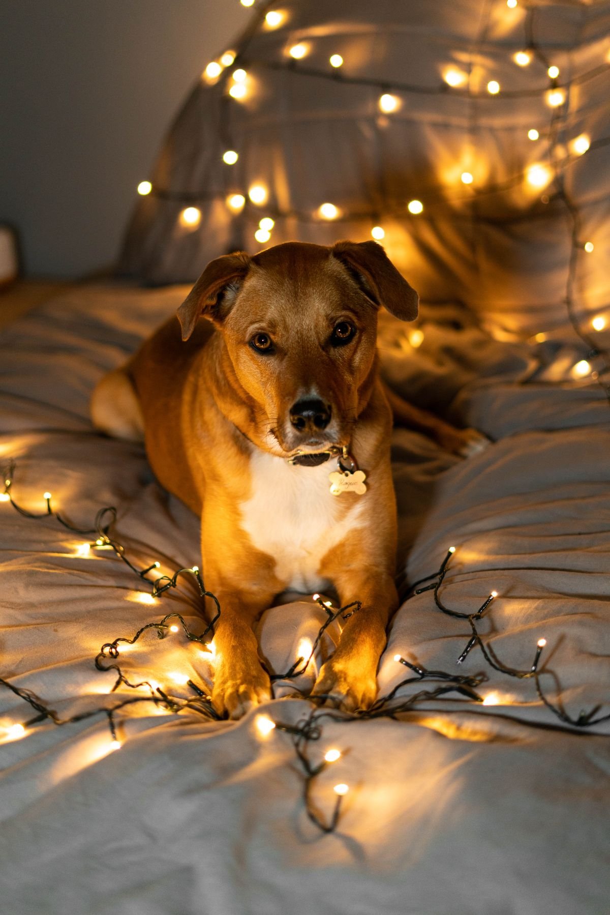 Alzheimer canino: cão deitado numa cama aconchegante com luzes suaves ao redor