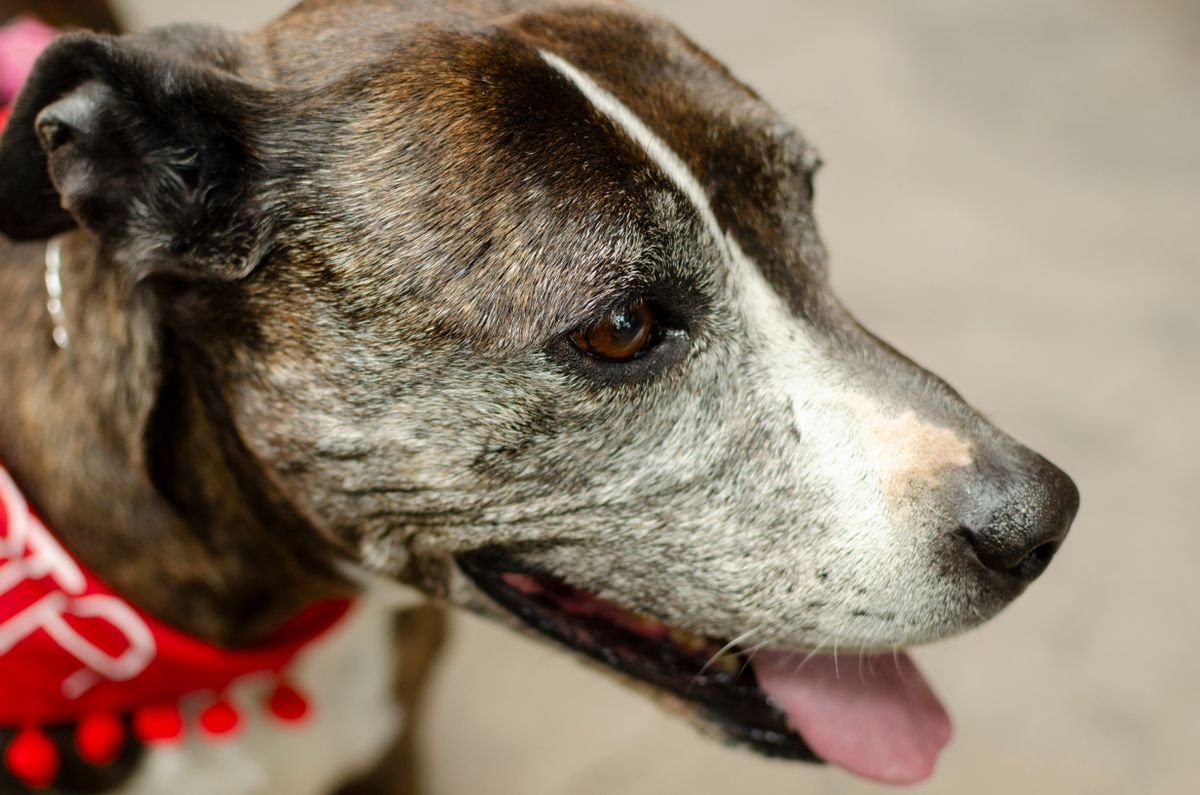 Alzheimer canino: close-up de cão idoso com o focinho grisalho e lenço vermelho no pescoço