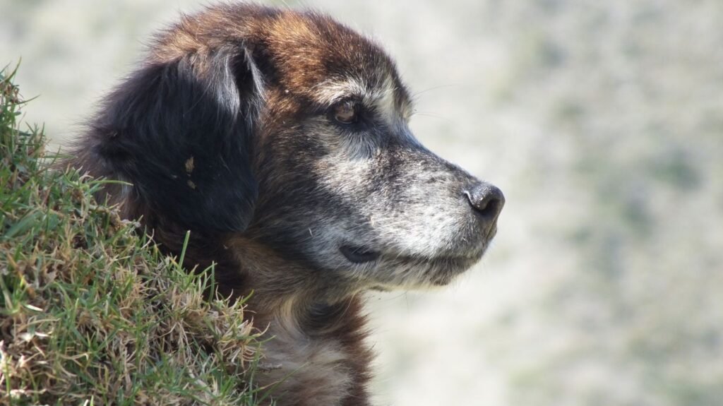 Alzheimer canino: cão idoso de pelagem escura e focinho grisalho olhando pensativo para longe, deitado na grama