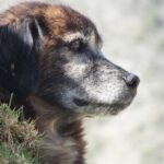 Alzheimer canino: cão idoso de pelagem escura e focinho grisalho olhando pensativo para longe, deitado na grama