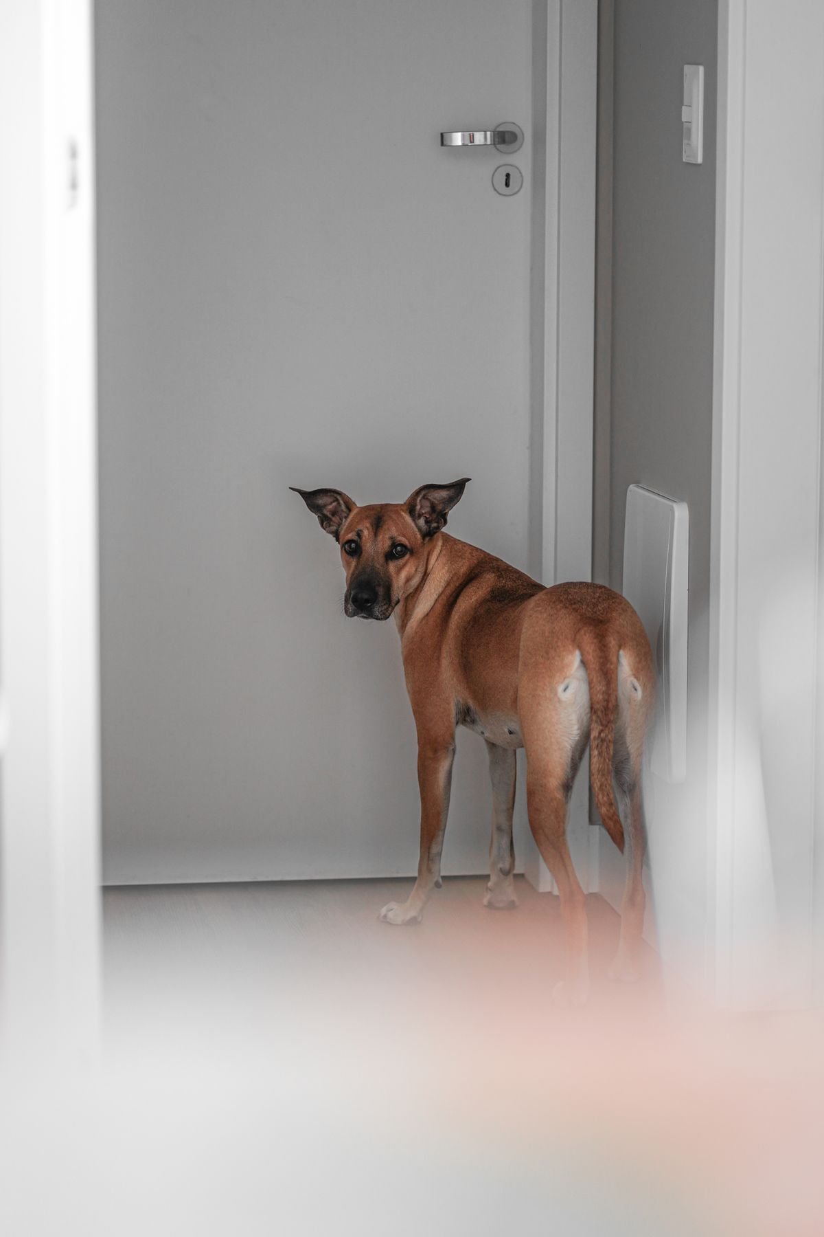 Alzheimer canino: cão parado e desorientado perto de uma porta fechada dentro de casa, olhando para trás