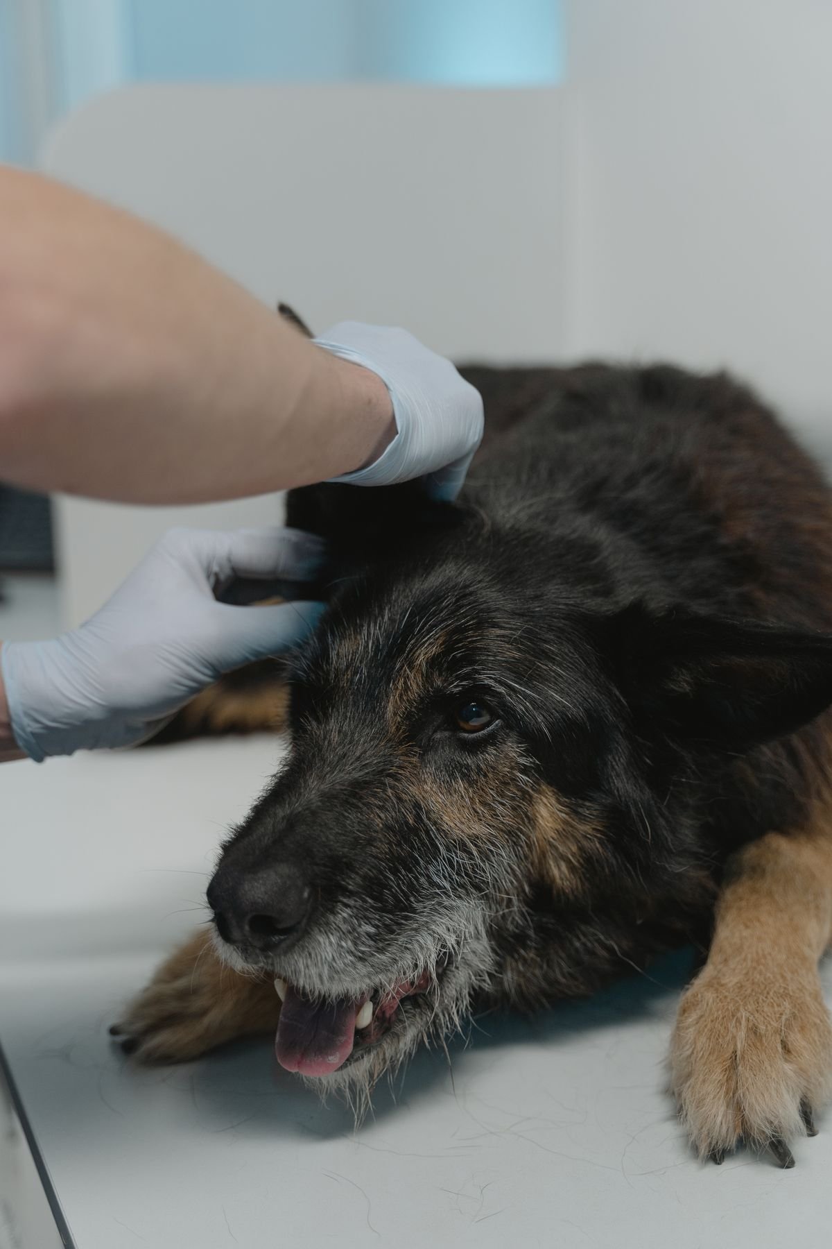 Alzheimer canino: mãos com luvas de veterinário examinando a cabeça de um cão idoso deitado
