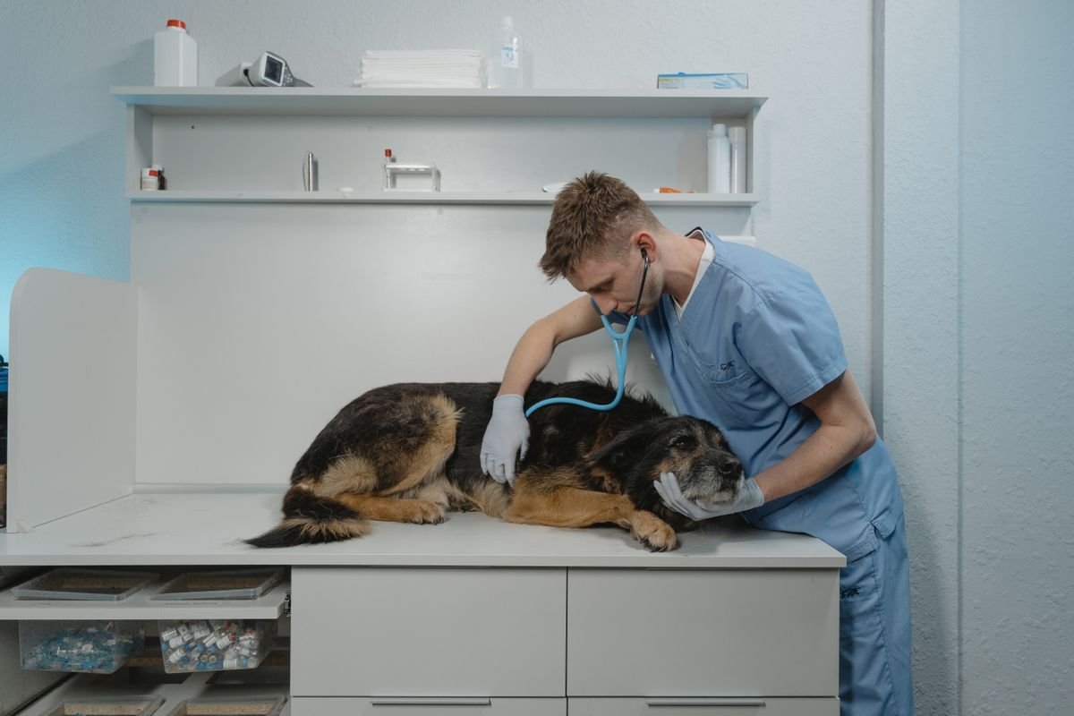 Alzheimer canino: veterinário examinando com estetoscópio um cão idoso deitado na mesa de exame