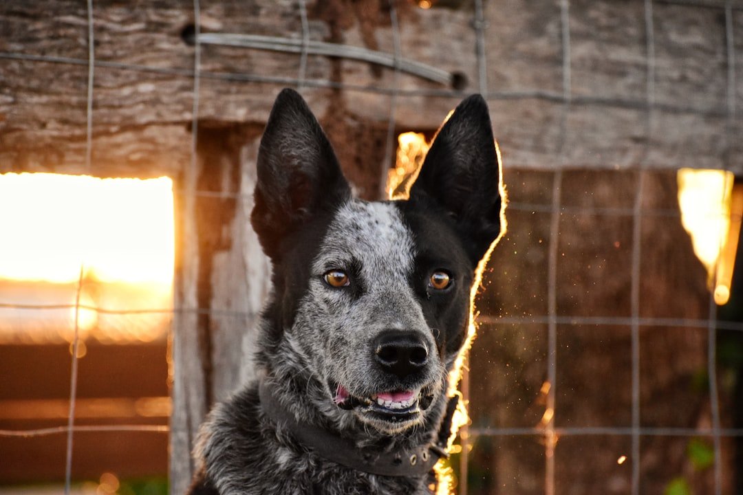 Blue Heeler com o olhar alerta ao entardecer, perto de uma cerca de fazenda
