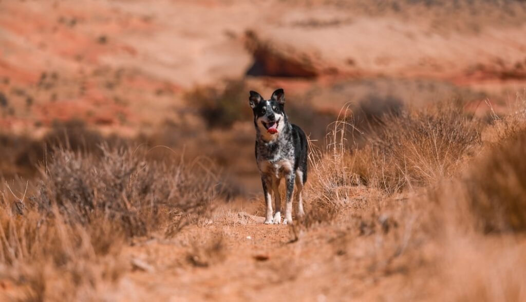 Blue Heeler correndo alerta em paisagem seca e rochosa, com a língua de fora