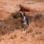 Blue Heeler correndo alerta em paisagem seca e rochosa, com a língua de fora