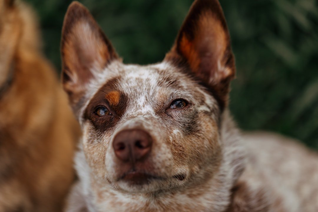 Close do rosto de um Blue Heeler de pelagem vermelha mesclada, olhando fixamente para a câmera