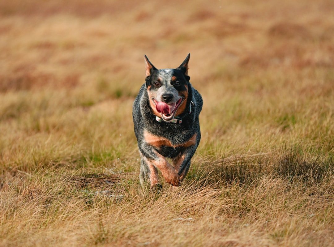 Blue Heeler correndo em campo aberto com a língua de fora, mostrando a energia da raça