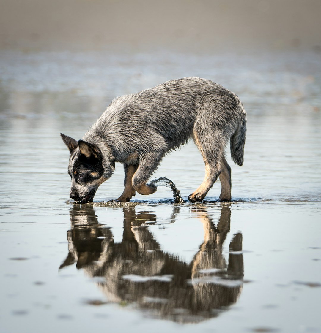 Filhote de Blue Heeler bebendo água à beira-mar, com a pelagem ainda clareando