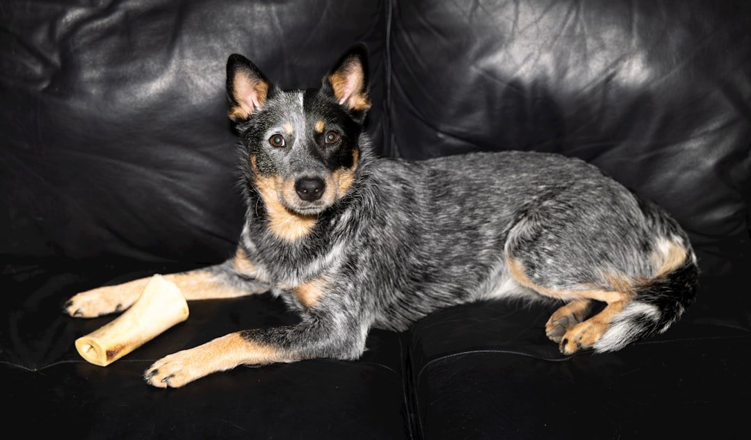 Blue Heeler deitado em sofá escuro, mostrando a pelagem cinza-azulada mesclada e as orelhas eretas