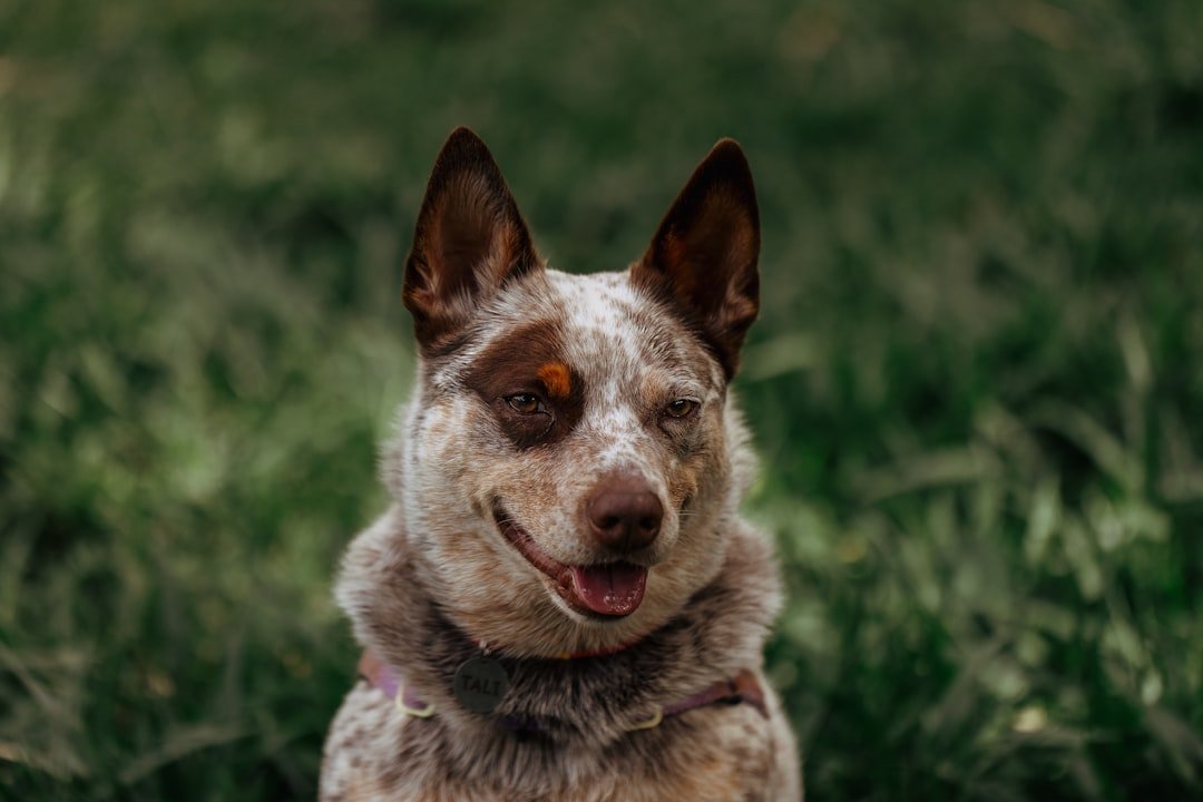 Blue Heeler de pelagem vermelha mesclada, a variação conhecida como Red Heeler, ao ar livre