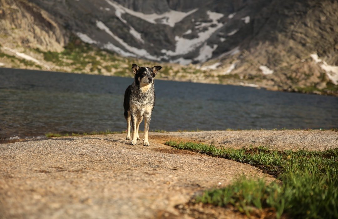 Blue Heeler em pé às margens de um lago de montanha, em passeio ao ar livre