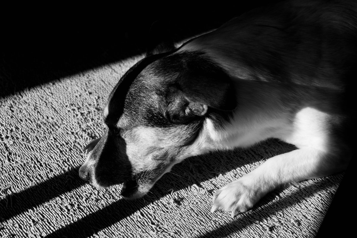 Cachorra castrada entra no cio: cadela dormindo tranquila sob listras de luz e sombra, foto em preto e branco