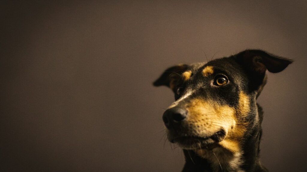 Cachorra castrada entra no cio: cão de expressão atenta e intrigada, com luz dramática destacando o olhar