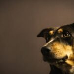 Cachorra castrada entra no cio: cão de expressão atenta e intrigada, com luz dramática destacando o olhar