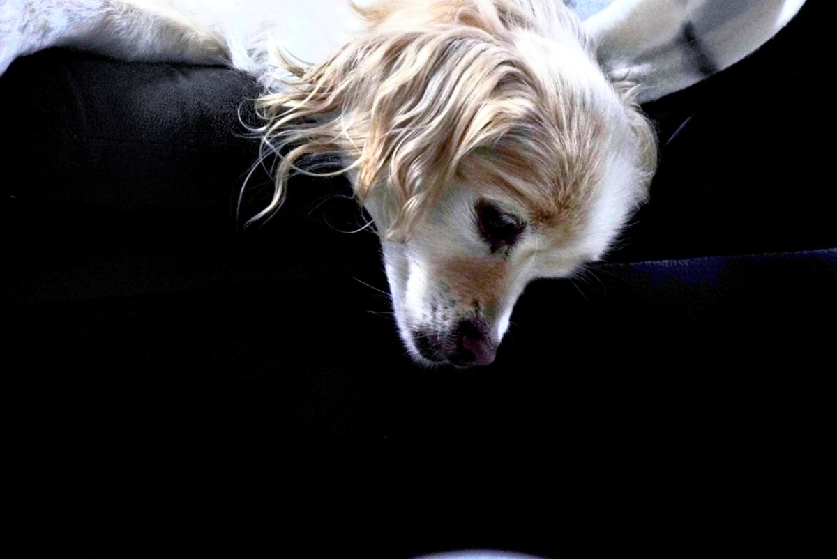 Cachorra castrada entra no cio: cadela de pelagem clara com o olhar baixo, expressão pensativa