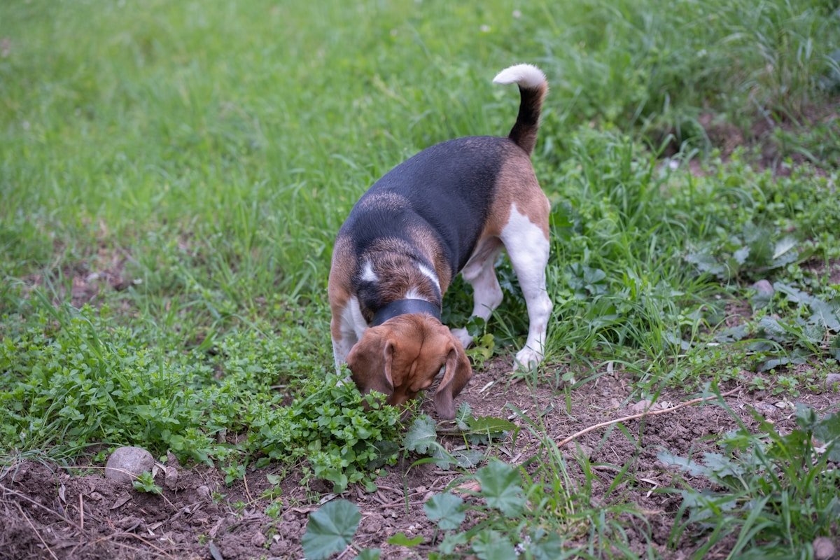Cachorra castrada entra no cio: cadela farejando o gramado durante um passeio ao ar livre