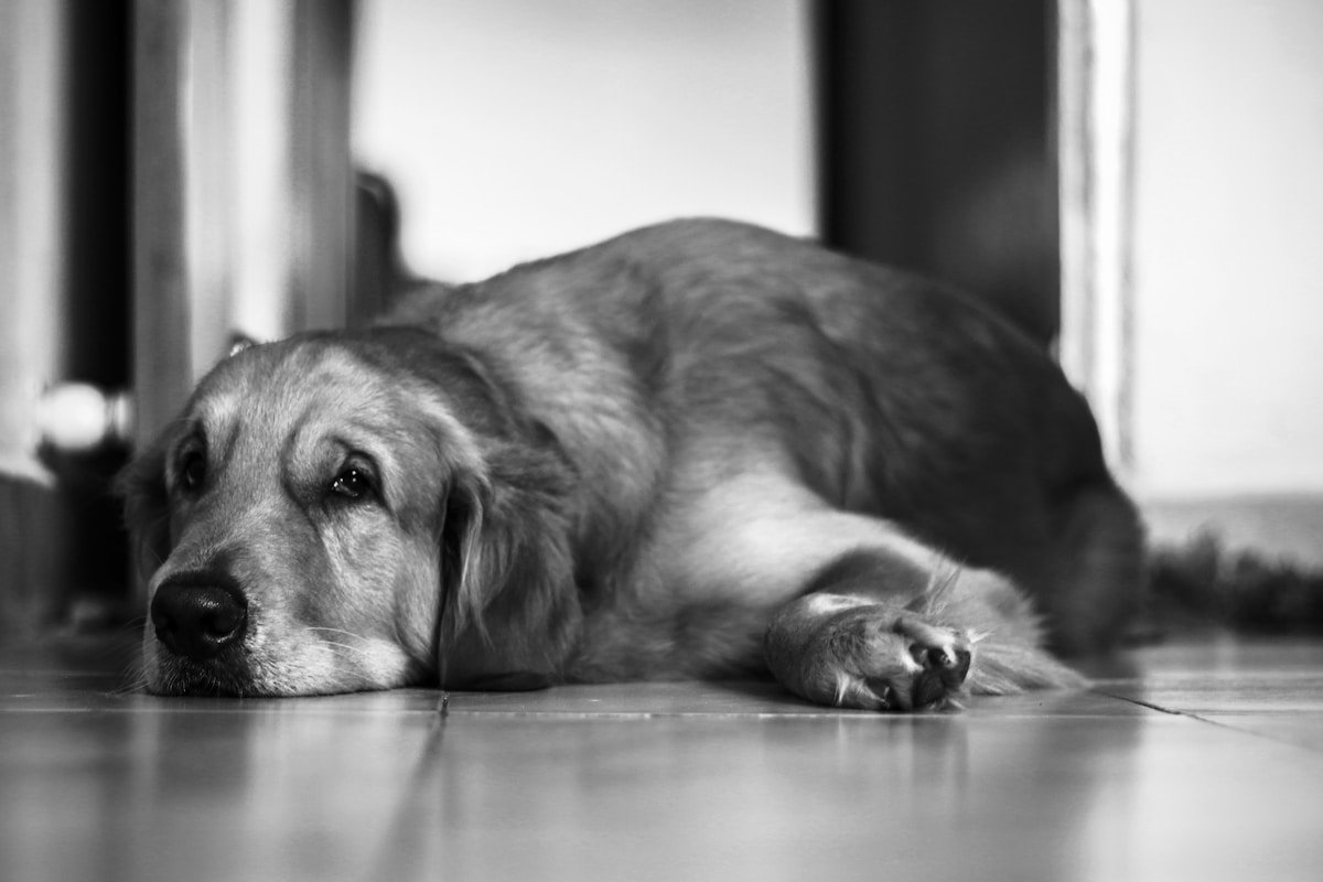 Cachorra castrada entra no cio: labrador deitado no chão com expressão de cansaço, foto em preto e branco