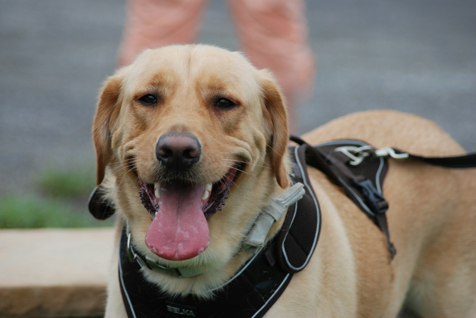 Cachorro em imóvel alugado: labrador amarelo com arreio de trabalho ao lado do tutor, atuando como cão-guia