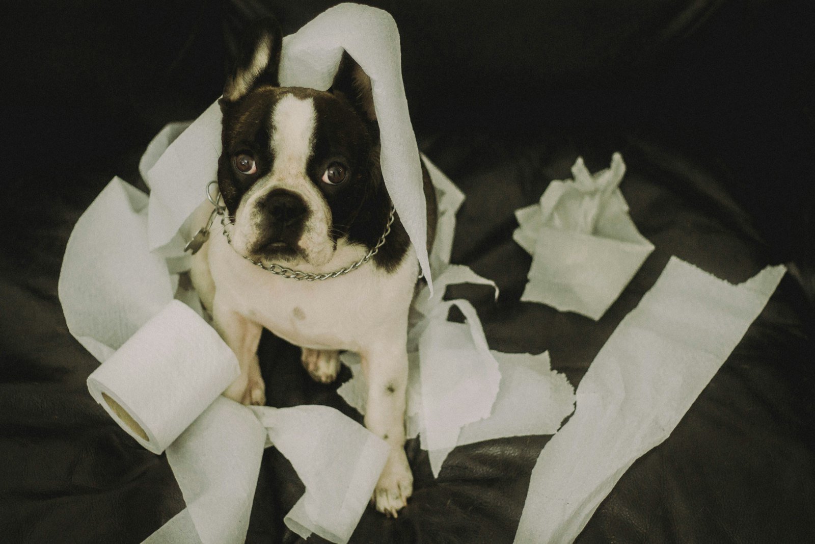 Cachorro em imóvel alugado: cão pequeno cercado de papel higiênico rasgado sobre o sofá