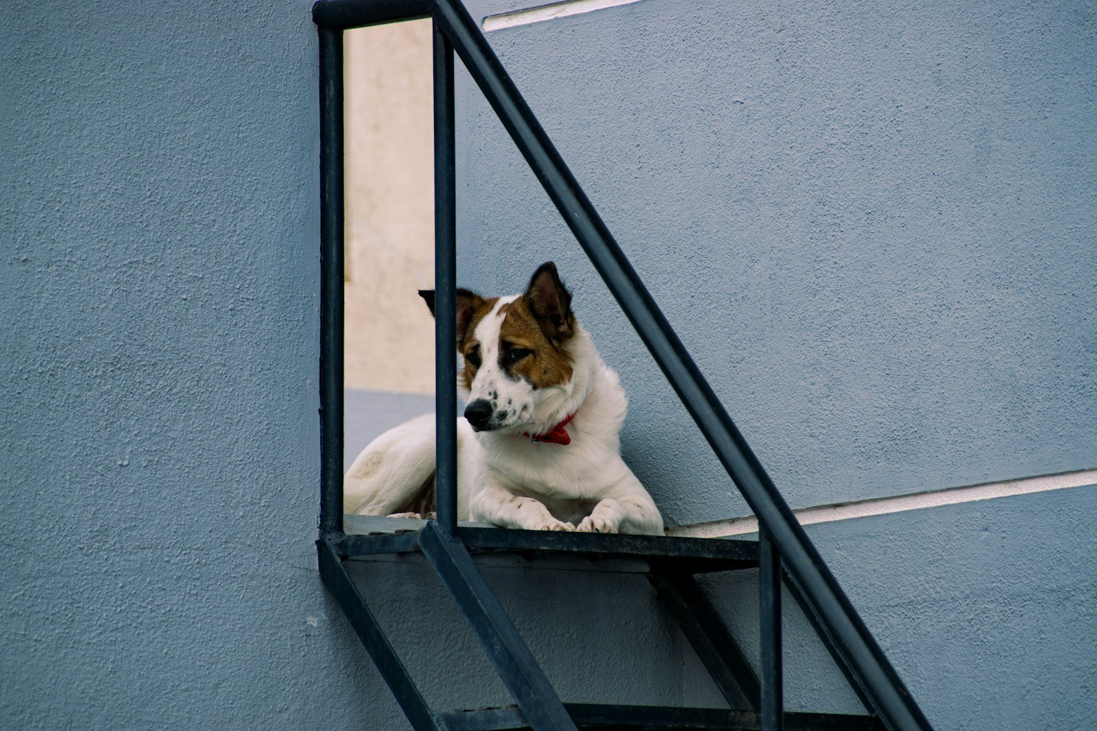 Cachorro em imóvel alugado: cão branco e marrom deitado no alto da escada externa de um prédio