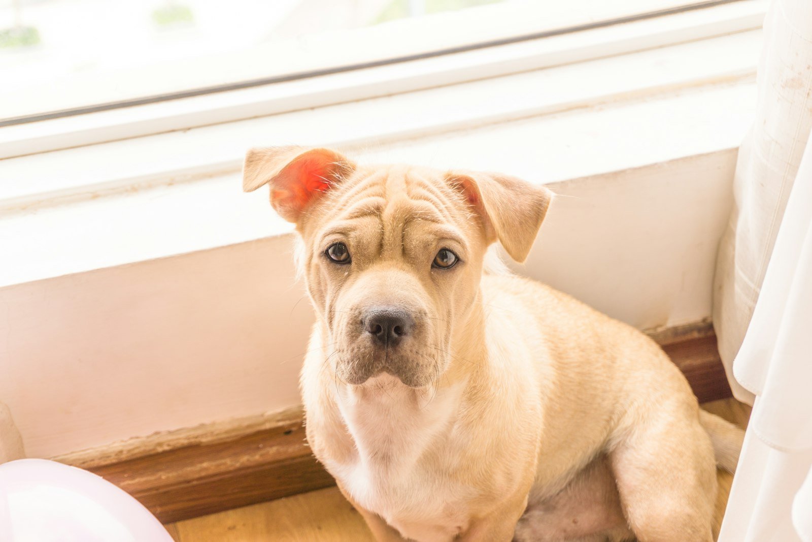 Cachorro em imóvel alugado: filhote de pelo claro sentado junto à janela, olhando para cima dentro de casa