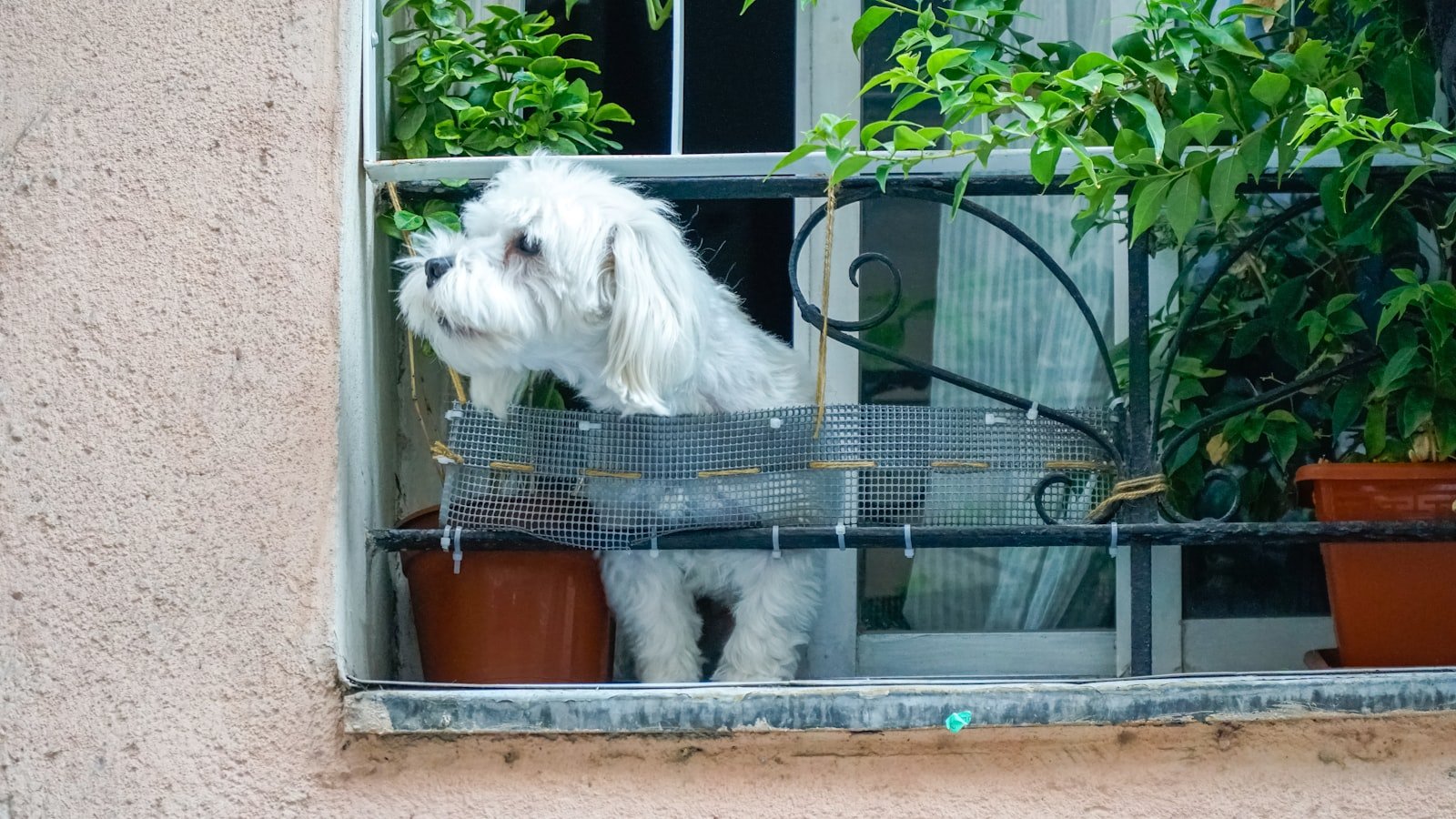 Cachorro em imóvel alugado: cão branco de pelo comprido apoiado na janela gradeada de um apartamento, com plantas ao lado