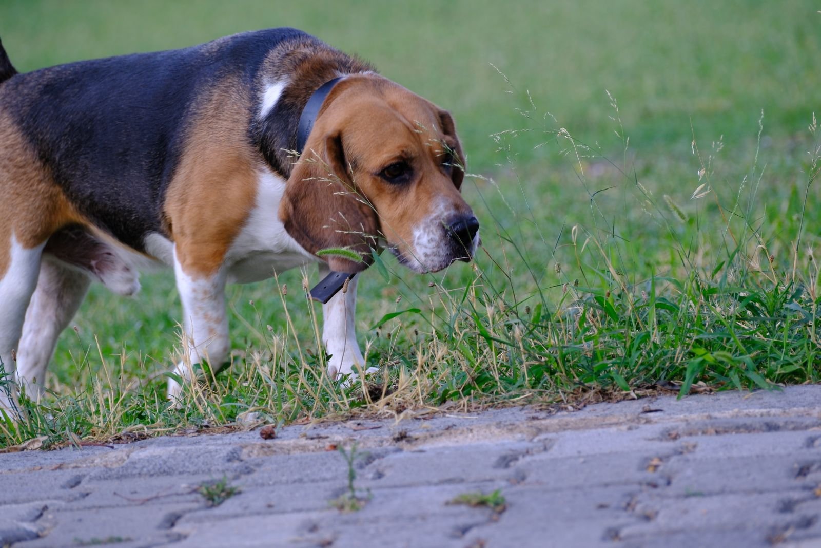 Cachorro fazendo xixi no lugar errado: beagle farejando a grama na beira da calçada durante o passeio