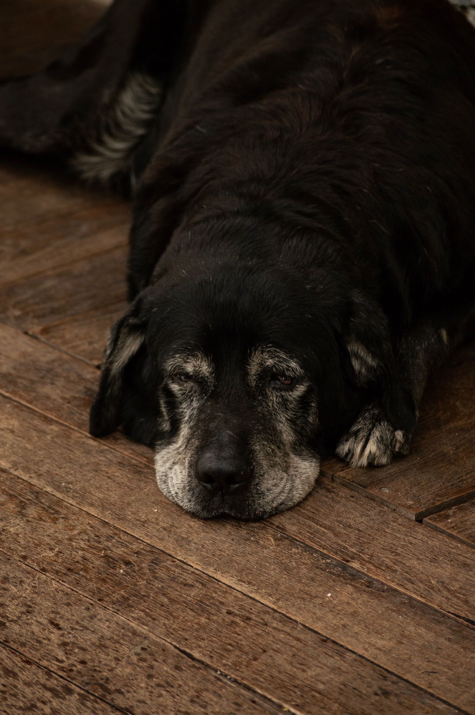 Cachorro fazendo xixi no lugar errado: cão idoso de focinho grisalho deitado no piso de madeira
