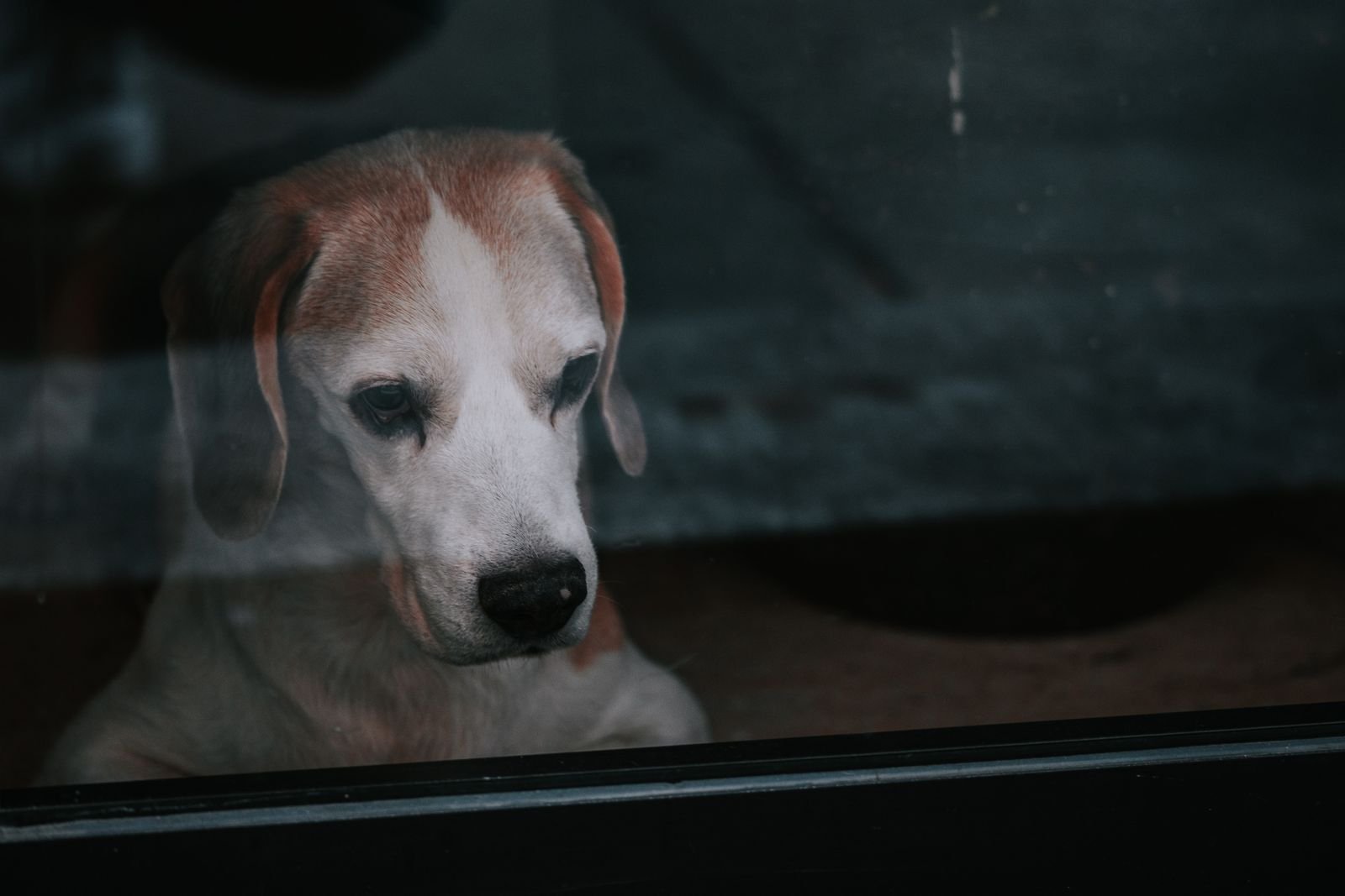 Cachorro fazendo xixi no lugar errado: beagle olhando pela janela sozinho dentro de casa