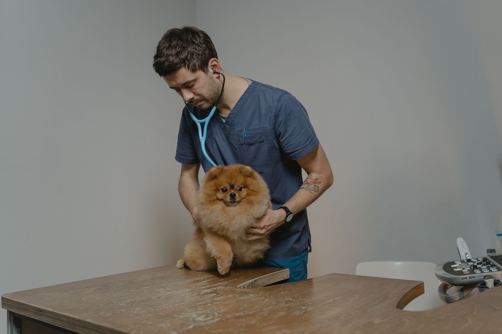 Cachorro fazendo xixi no lugar errado: veterinário ausculta com estetoscópio um lulu da pomerânia sobre a mesa da clínica
