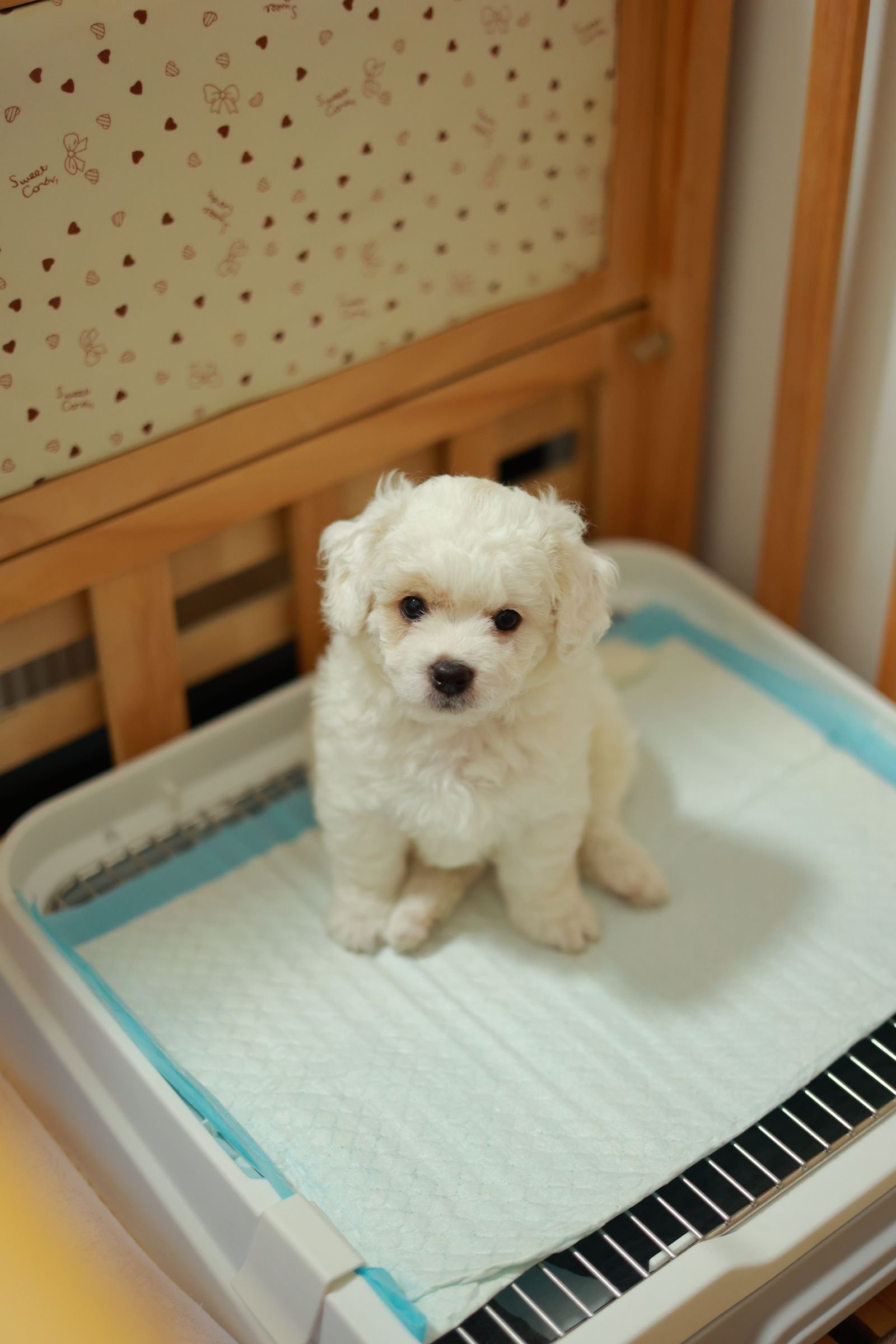 Cachorro fazendo xixi no lugar errado: filhote branco sentado sobre o tapete higiênico dentro de casa