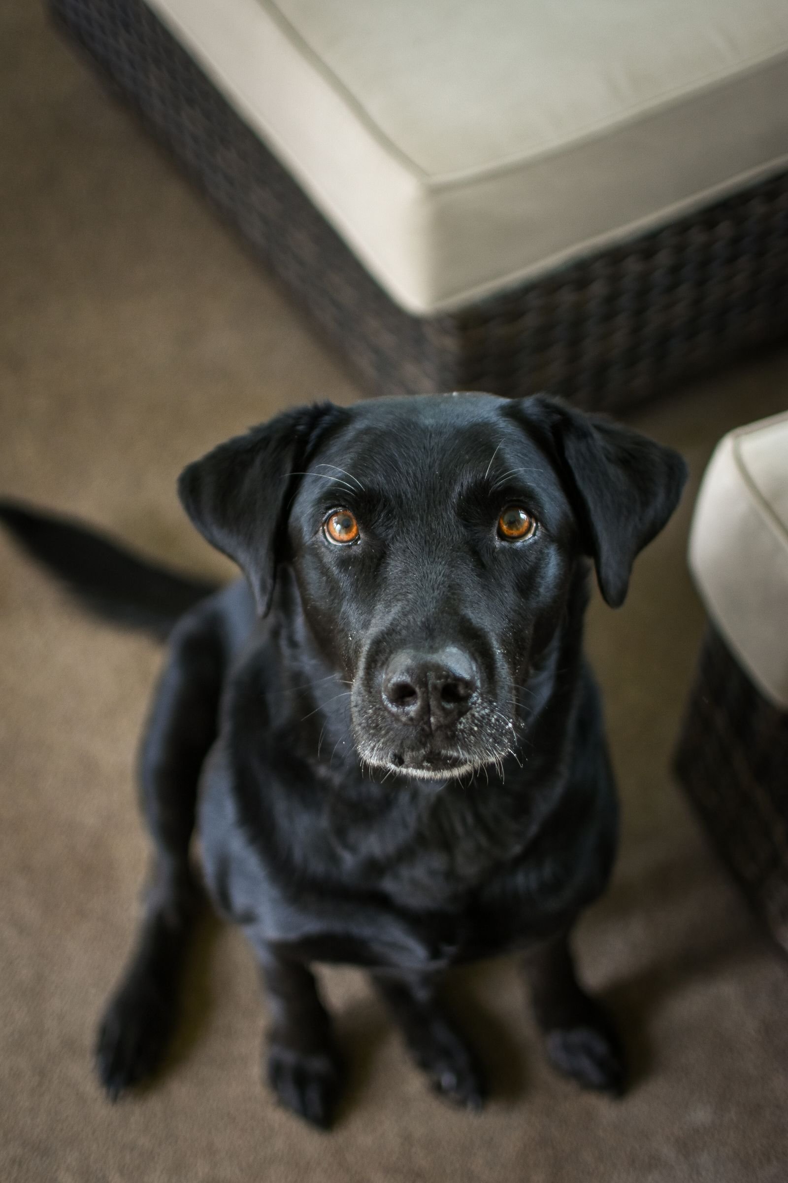 Cachorro fazendo xixi no lugar errado: labrador preto sentado no chão olhando para cima, na direção do tutor