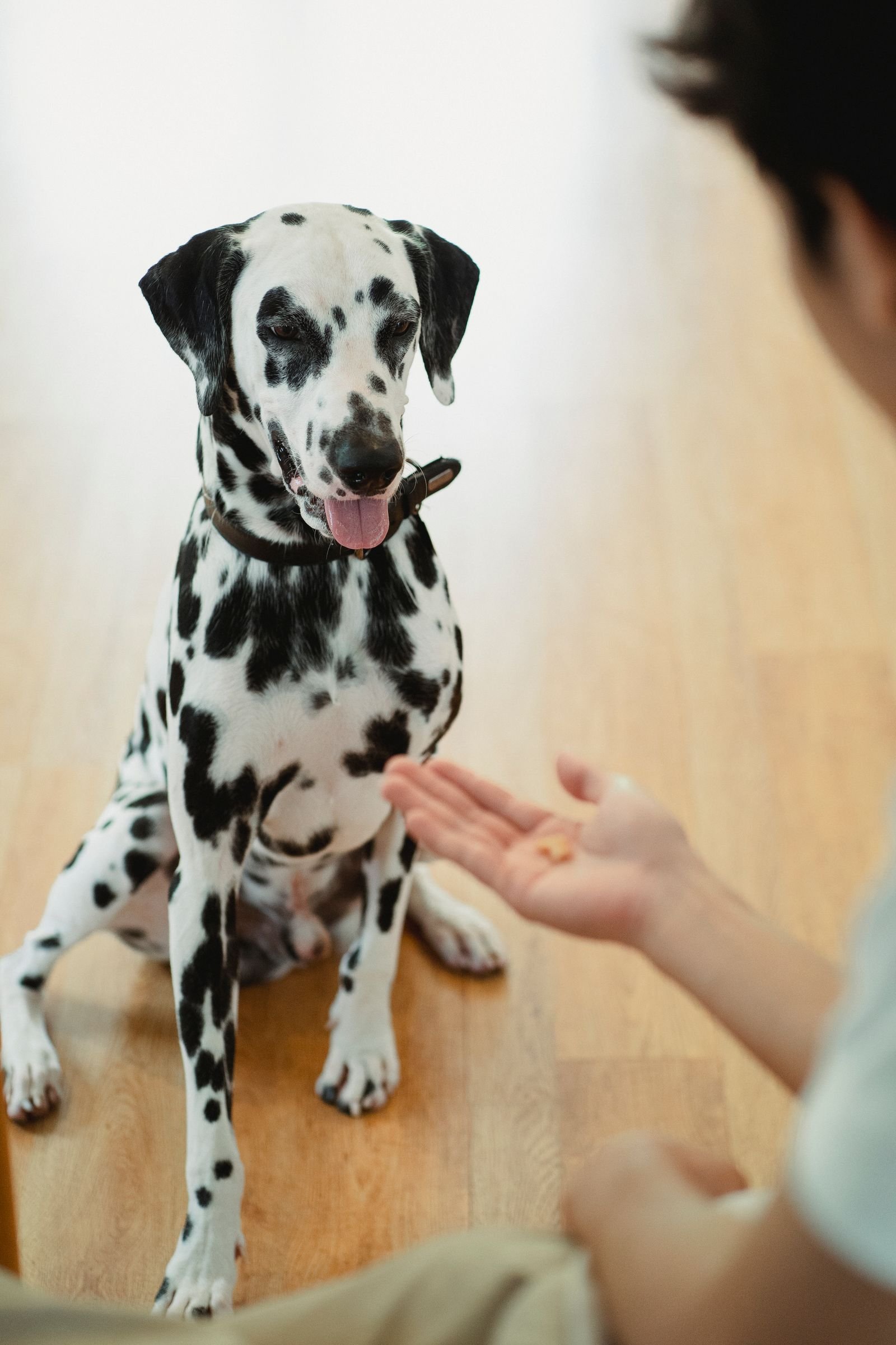 Cachorro fazendo xixi no lugar errado: dálmata sentado recebendo petisco da mão do tutor dentro de casa