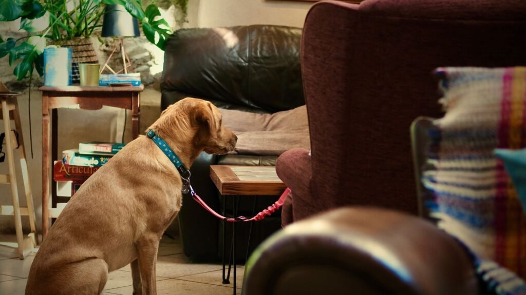 Cachorro fazendo xixi no lugar errado: cão caramelo sentado no chão da sala olhando para o canto do sofá