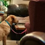 Cachorro fazendo xixi no lugar errado: cão caramelo sentado no chão da sala olhando para o canto do sofá