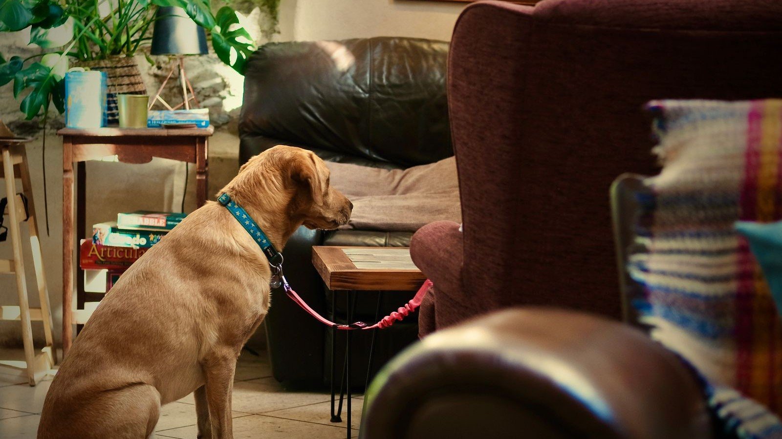 Cachorro fazendo xixi no lugar errado: cão caramelo sentado no chão da sala olhando para o canto do sofá
