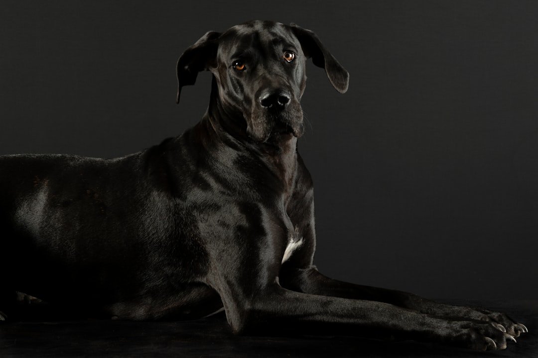 Cachorro na Umbanda: retrato digno de um cão preto de pelagem brilhante, deitado em fundo escuro