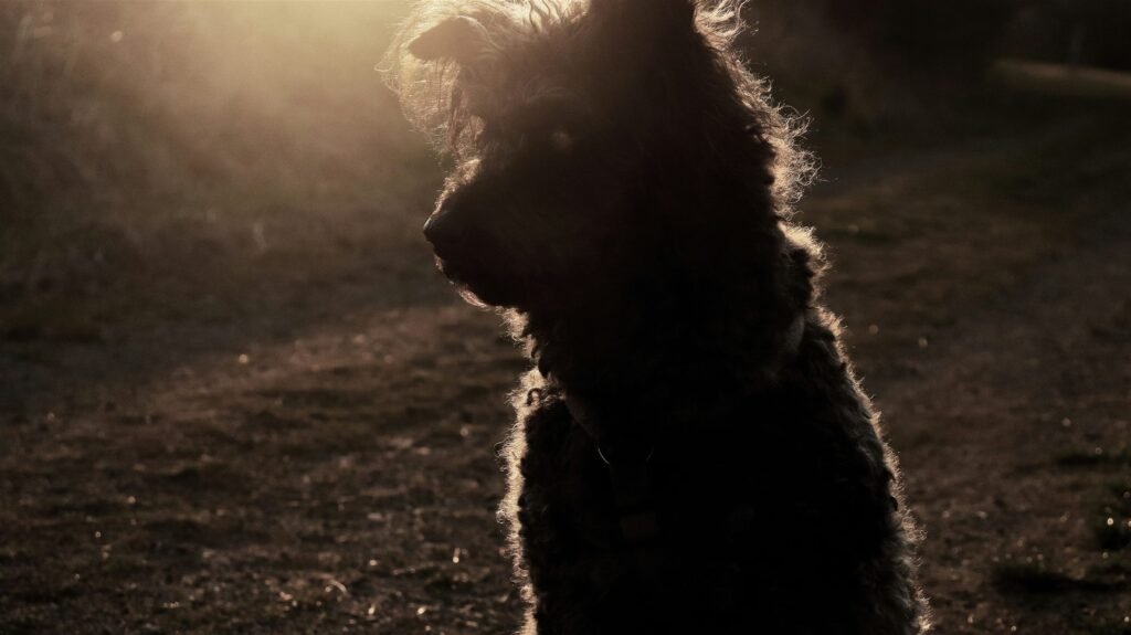 Cachorro na Umbanda: cão de pelagem escura em silhueta contra a luz dourada do entardecer, simbolizando proteção e guarda espiritual