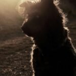 Cachorro na Umbanda: cão de pelagem escura em silhueta contra a luz dourada do entardecer, simbolizando proteção e guarda espiritual