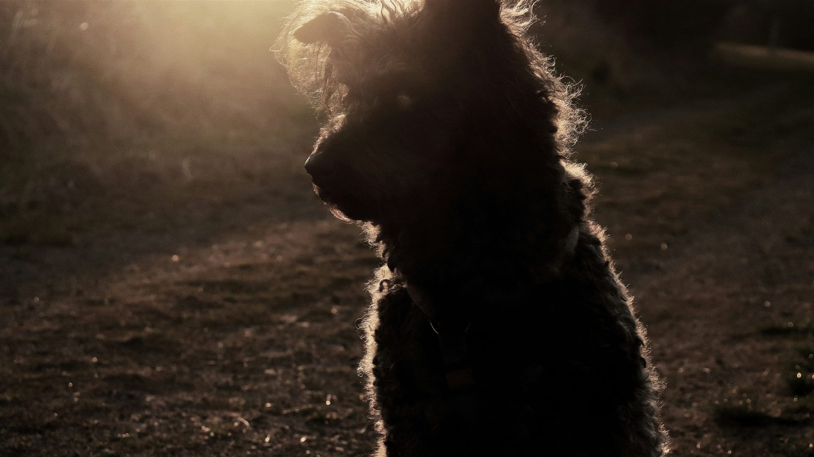 Cachorro na Umbanda: cão de pelagem escura em silhueta contra a luz dourada do entardecer, simbolizando proteção e guarda espiritual