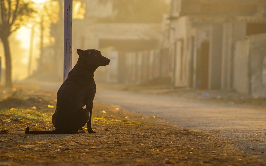 Cachorro na Umbanda: cão de pelagem escura sentado numa rua de terra ao amanhecer, representando o guardião dos caminhos