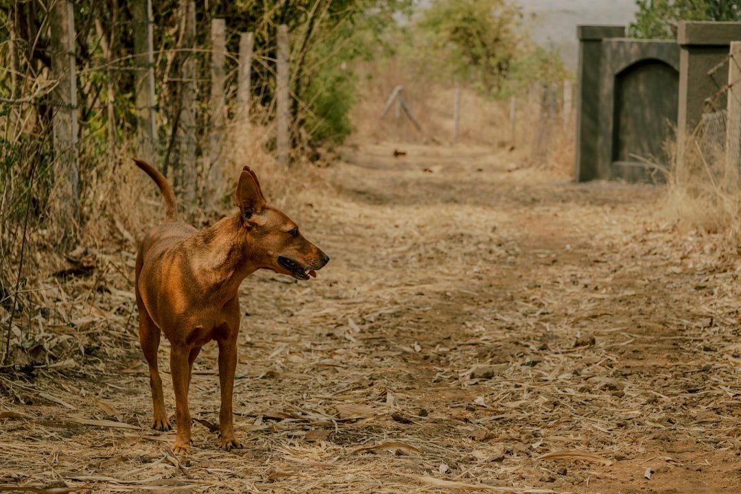Cachorro na Umbanda: cão vira-lata caramelo alerta e atento observando um caminho de terra, simbolizando a proteção de Ogum