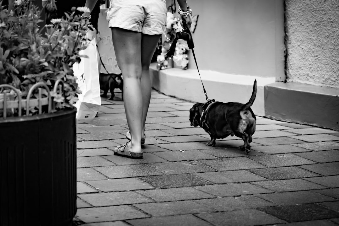 Cachorro na Umbanda: tutora passeando com cachorro pequeno na guia curta sobre uma calçada de pedras