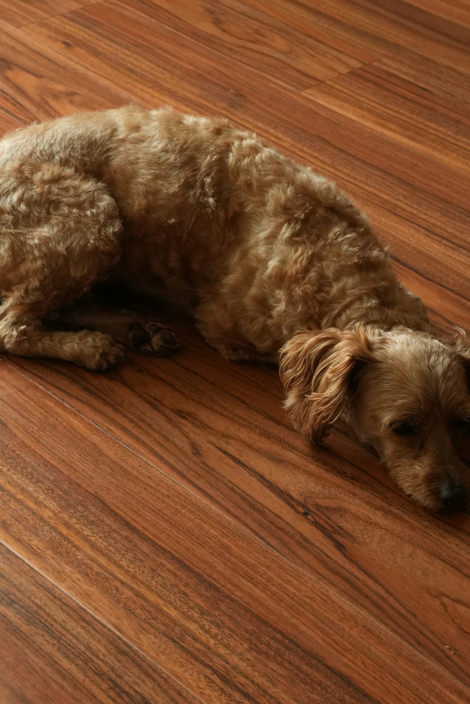 Cachorro para apartamento: cão de pelagem cacheada deitado calmamente no chão de madeira